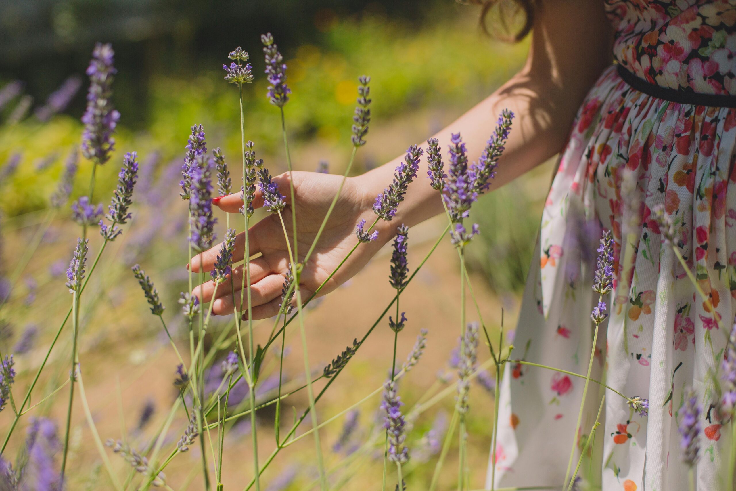 Lavender fields for stress relief