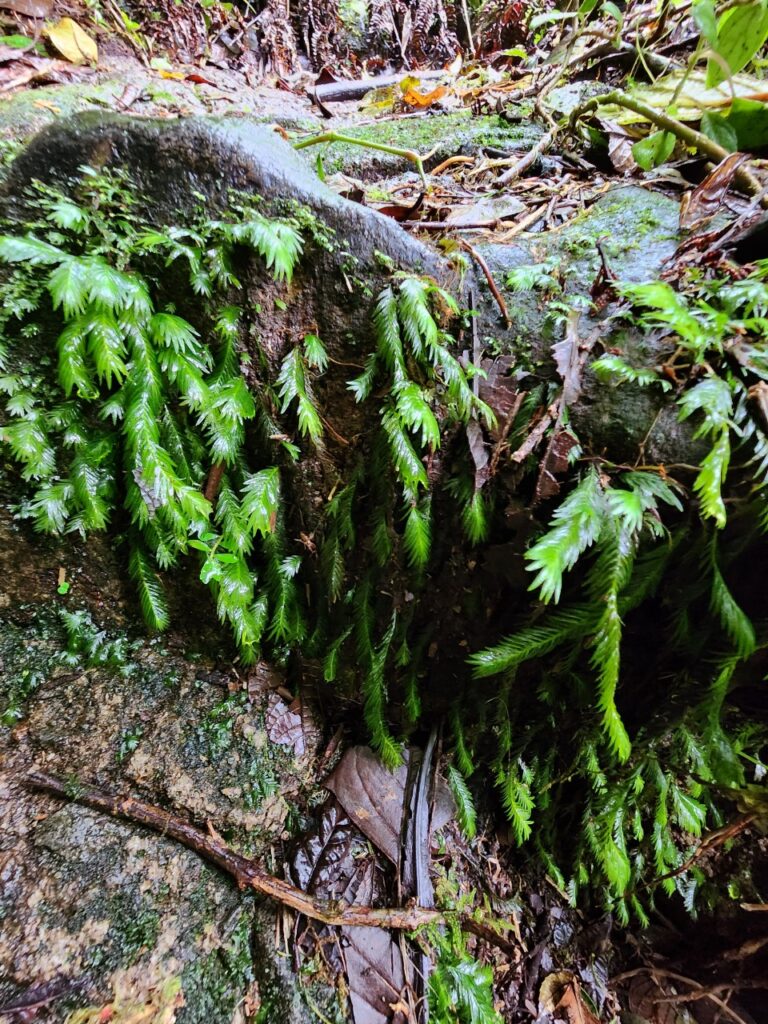 wet mossy forest floor uneven terrain