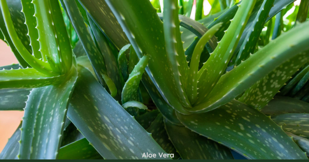 Aloe Vera for lavender milk bath