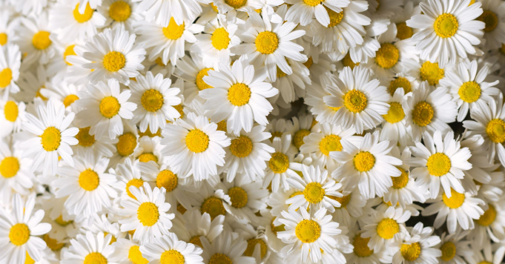 Chamomile