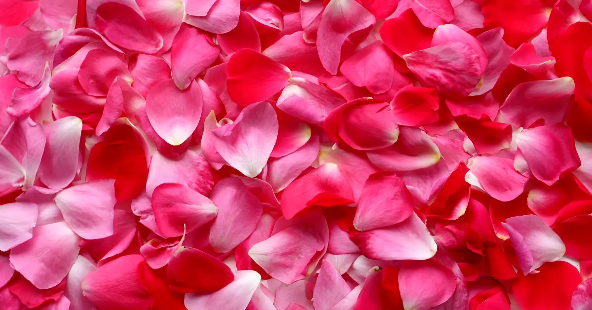 Read more about the article Breathe Easy: Roses for summer wellness (18 uses)